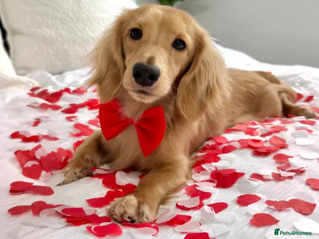 Miniature Dachshund dogs for stud: KC Miniature Cream Long Hair Dachshund stud - Advert 6