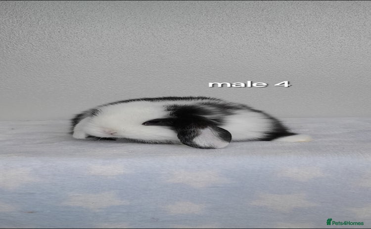 Mini Lop rabbits - Advert 9