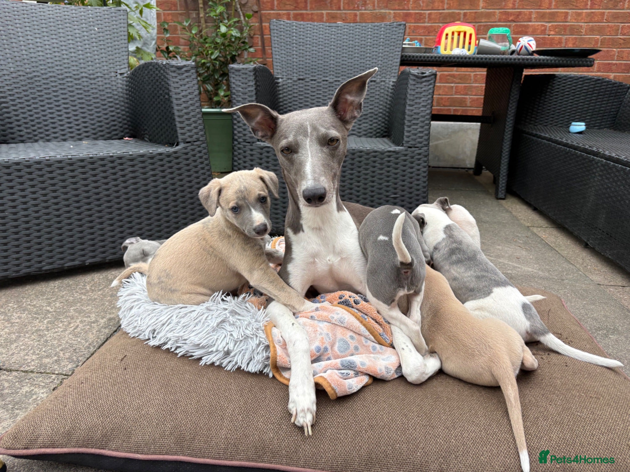 Whippet dogs STUNNING KC registered whippets for sale  - Advert 1