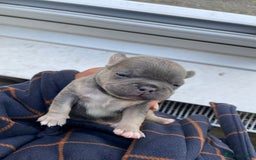 French Bulldog dogs for sale: Two gorgeous French puppies  - Image 8