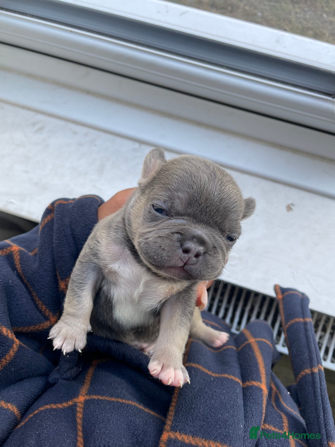 French Bulldog dogs for sale: Two gorgeous French puppies  - Image 8