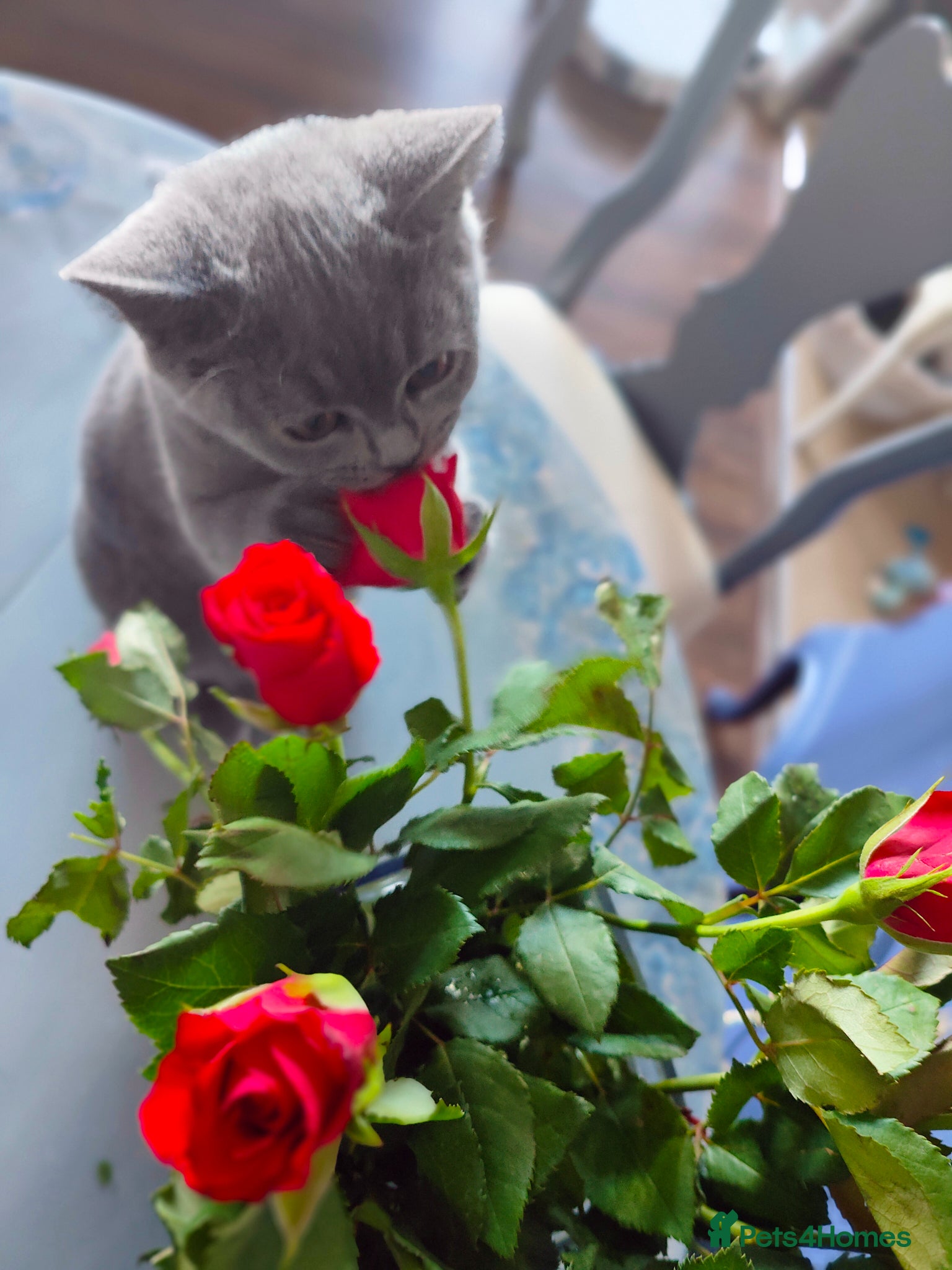 British Shorthair cats for sale: Last friendly girl-pure BSH parents pedigree  - Advert 5