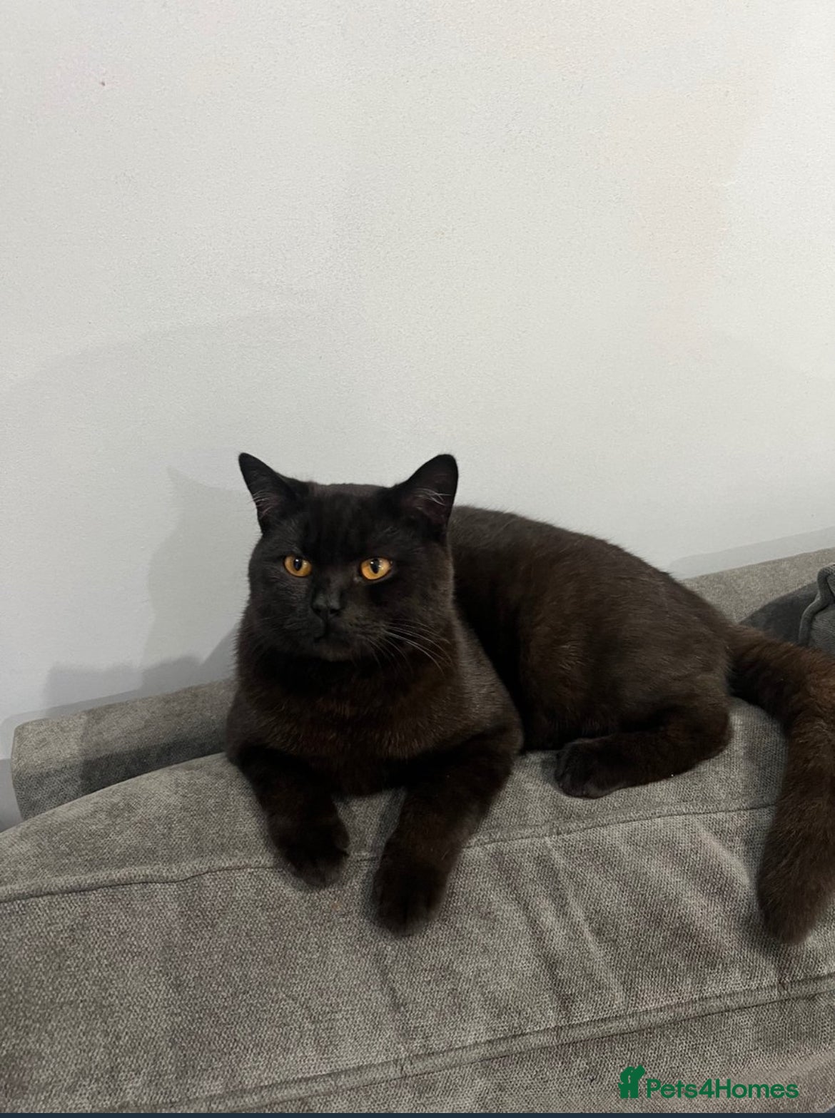 British Shorthair cats Male British Shorthair Cat - Advert 18