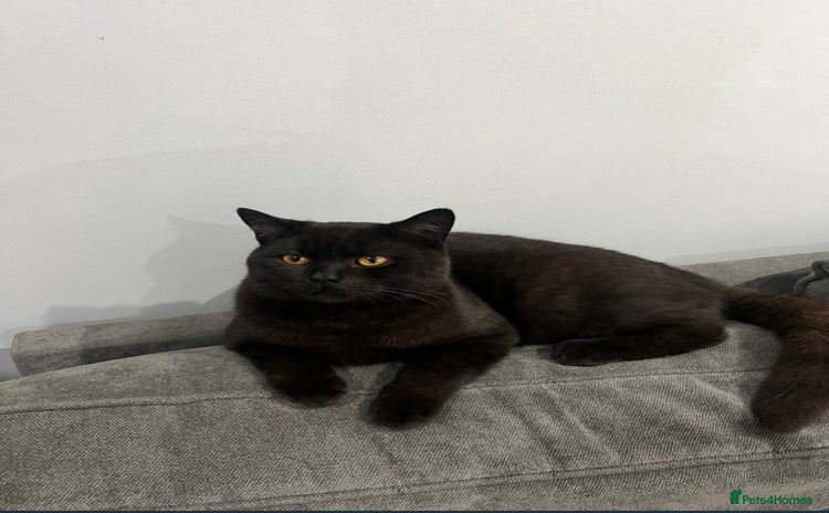 British Shorthair cats - Advert 2