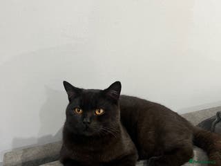 British Shorthair cats Male British Shorthair Cat - Advert 3