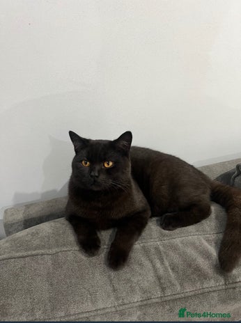 British Shorthair cats - Advert 1