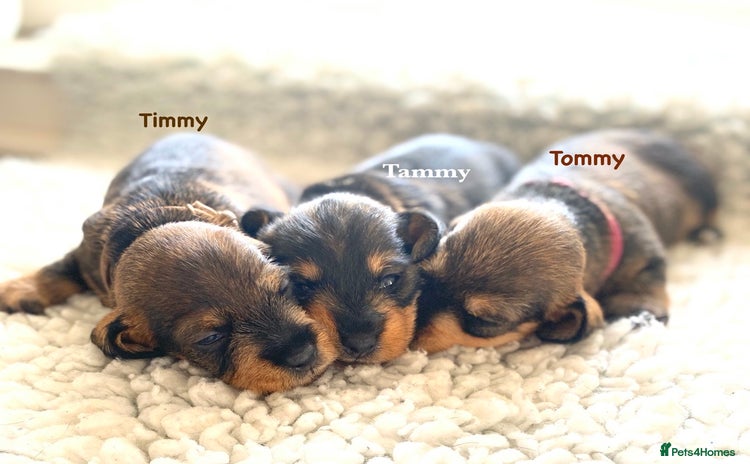 Miniature Dachshund dogs - Advert 7
