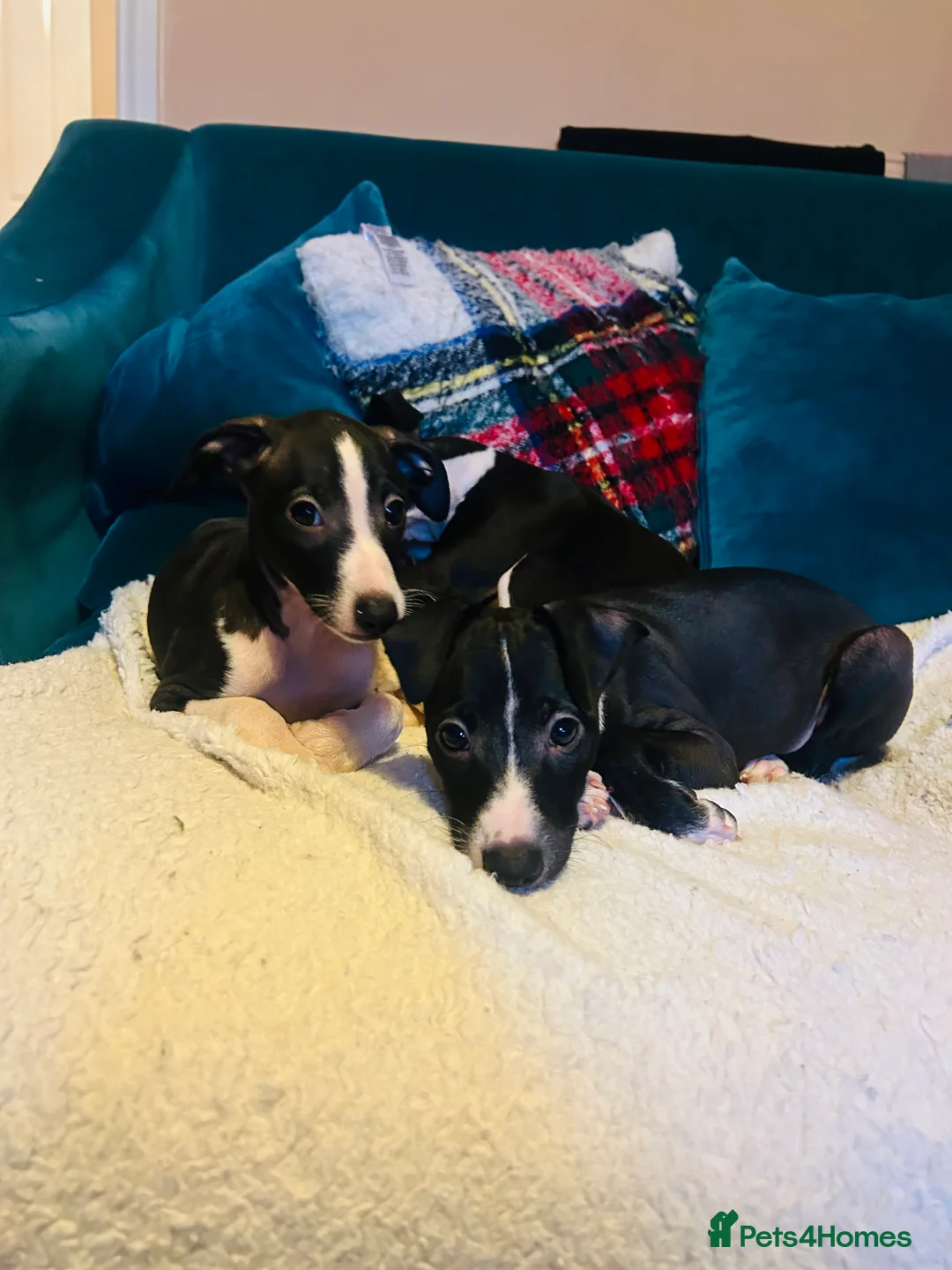 Italian Greyhound dogs for sale: 2 beautiful boy Iggys looking for their new home - Advert 14