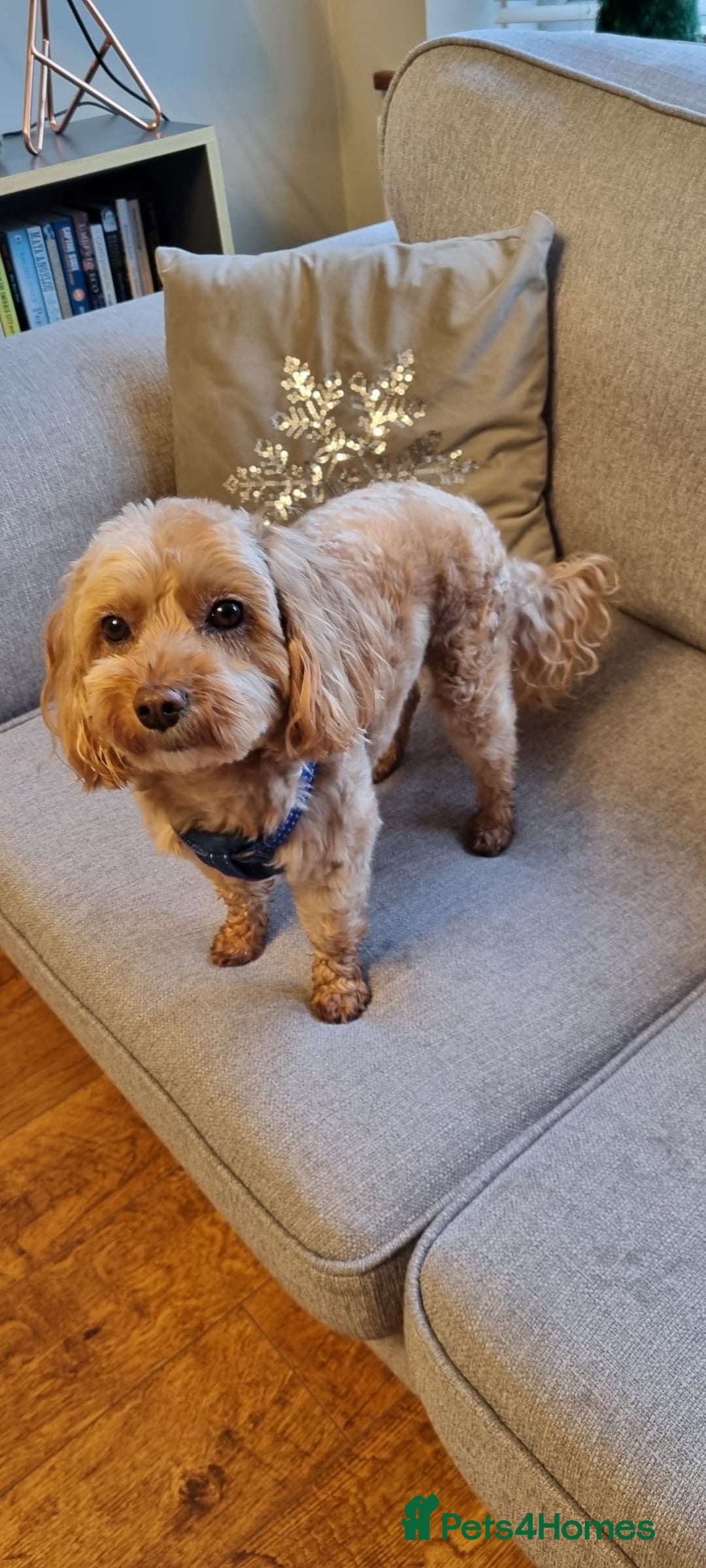 Cavapoo dogs for sale: Beautiful litter of F2 Cavapoo puppies - Advert 10