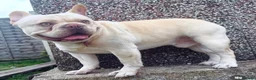 French Bulldog dogs for stud: French Bulldog Stud  - Advert 2