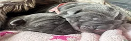Neapolitan Mastiff dogs for sale: Neapolitan mastiff puppies 1 girl grey/1 boy grey  - Advert 5