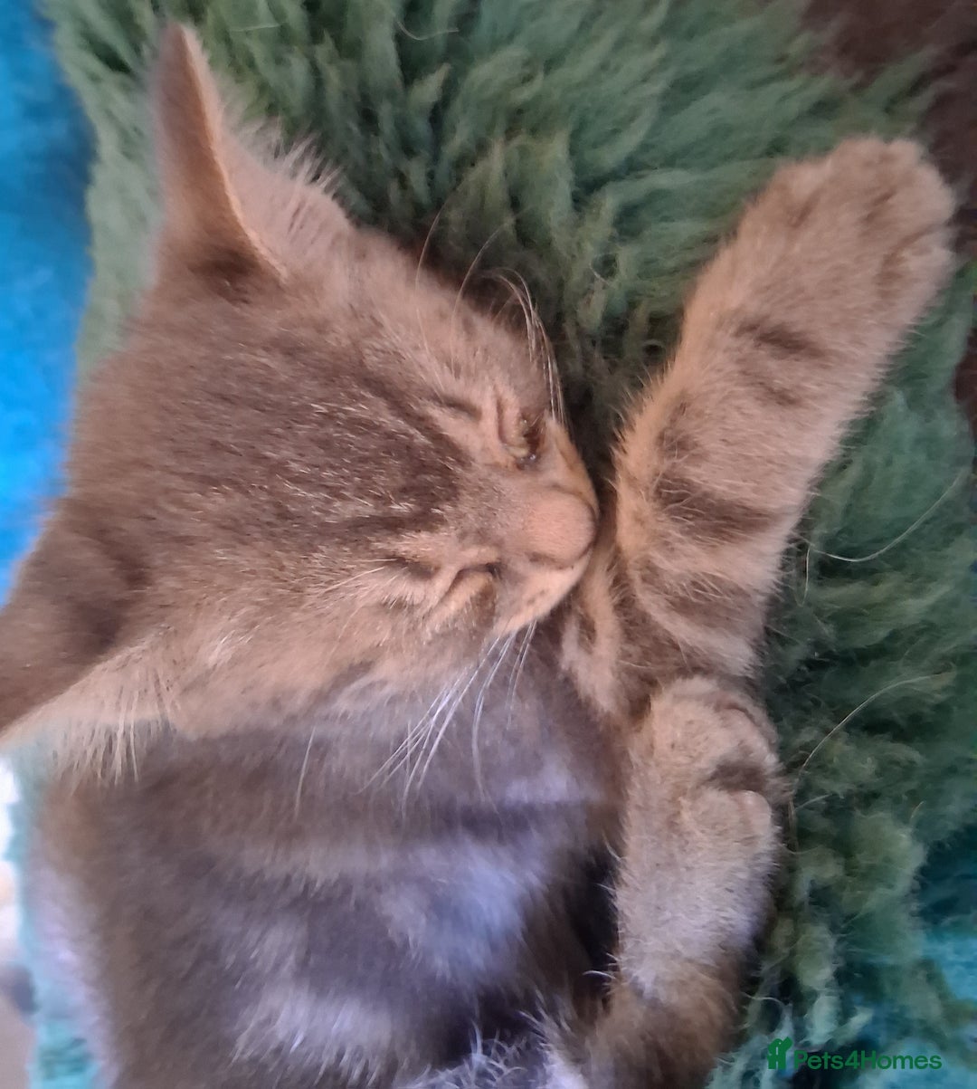 Mixed Breed cats for sale: Awesome Spotty Dotty Silver  Blue Bengal x Kittens - Image 19
