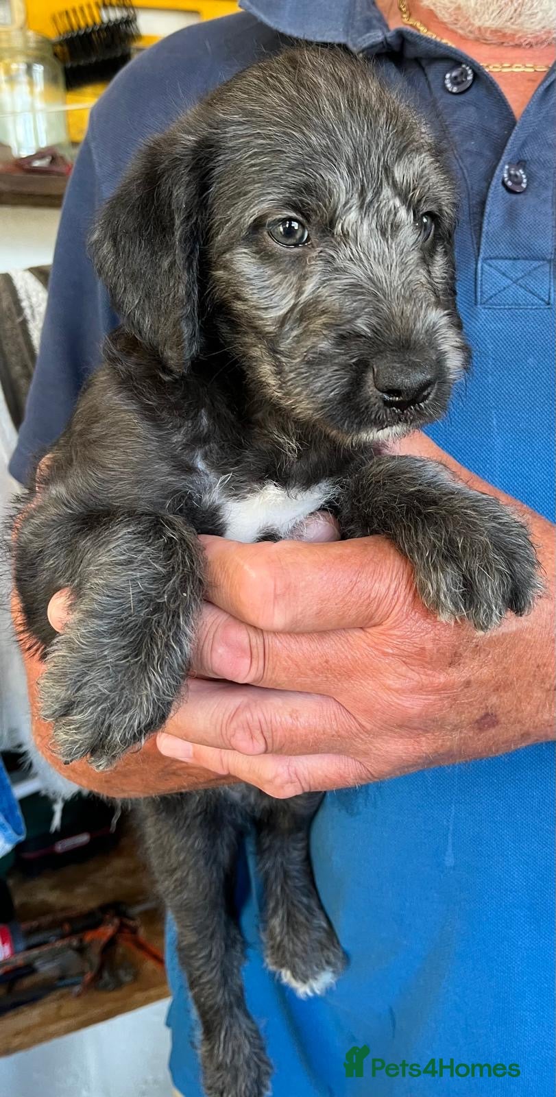 Bedlington Terrier dogs Bedlington /Whippet 1st cross - Advert 7