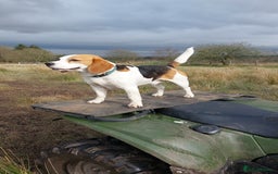 Beagle dogs for stud: Beagle for stud  in Bathgate - Image 3