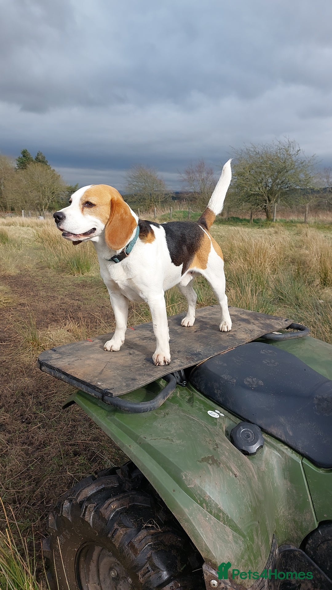 Beagle dogs for stud: Beagle for stud  in Bathgate - Image 3