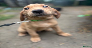 Labrador Retriever dogs - Advert 6