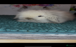 Mini Lion Lop rabbits for sale: Gorgeous fluffy mini lion lop baby bunnies - Image 15