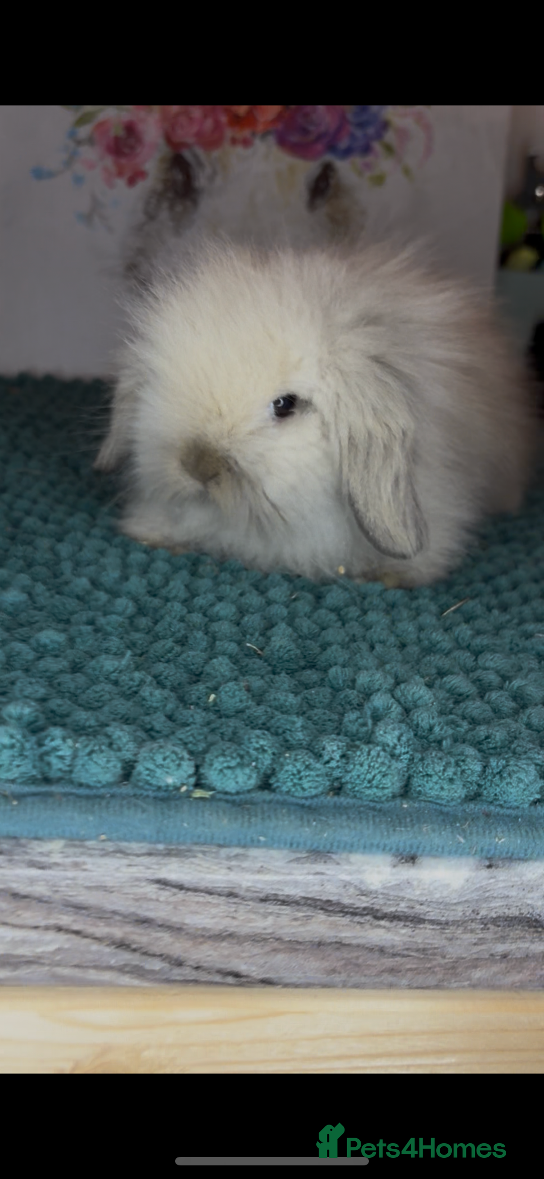 Mini Lion Lop rabbits for sale: Gorgeous fluffy mini lion lop baby bunnies - Image 15