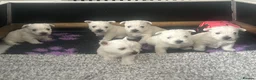 West Highland Terrier dogs for sale: Westie pups in Dalkeith - Advert 2