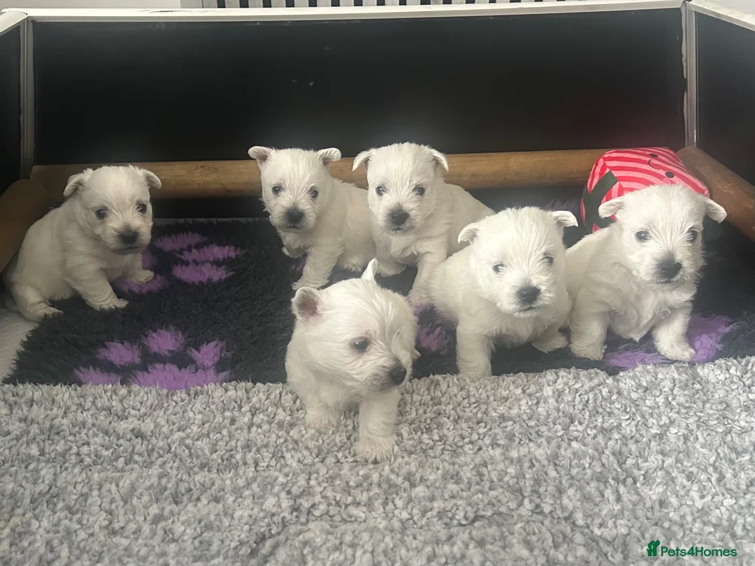 West Highland Terrier dogs for sale: Westie pups in Dalkeith - Advert 2
