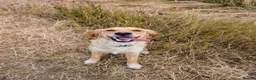Golden Retriever dogs for sale: Kennel Club Registered Golden Retriever Puppies  - Advert 18