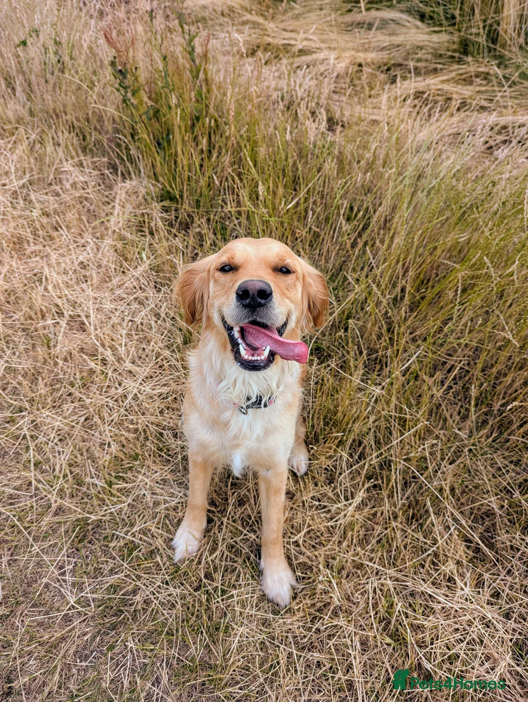 Golden Retriever dogs for sale: Kennel Club Registered Golden Retriever Puppies  - Advert 18