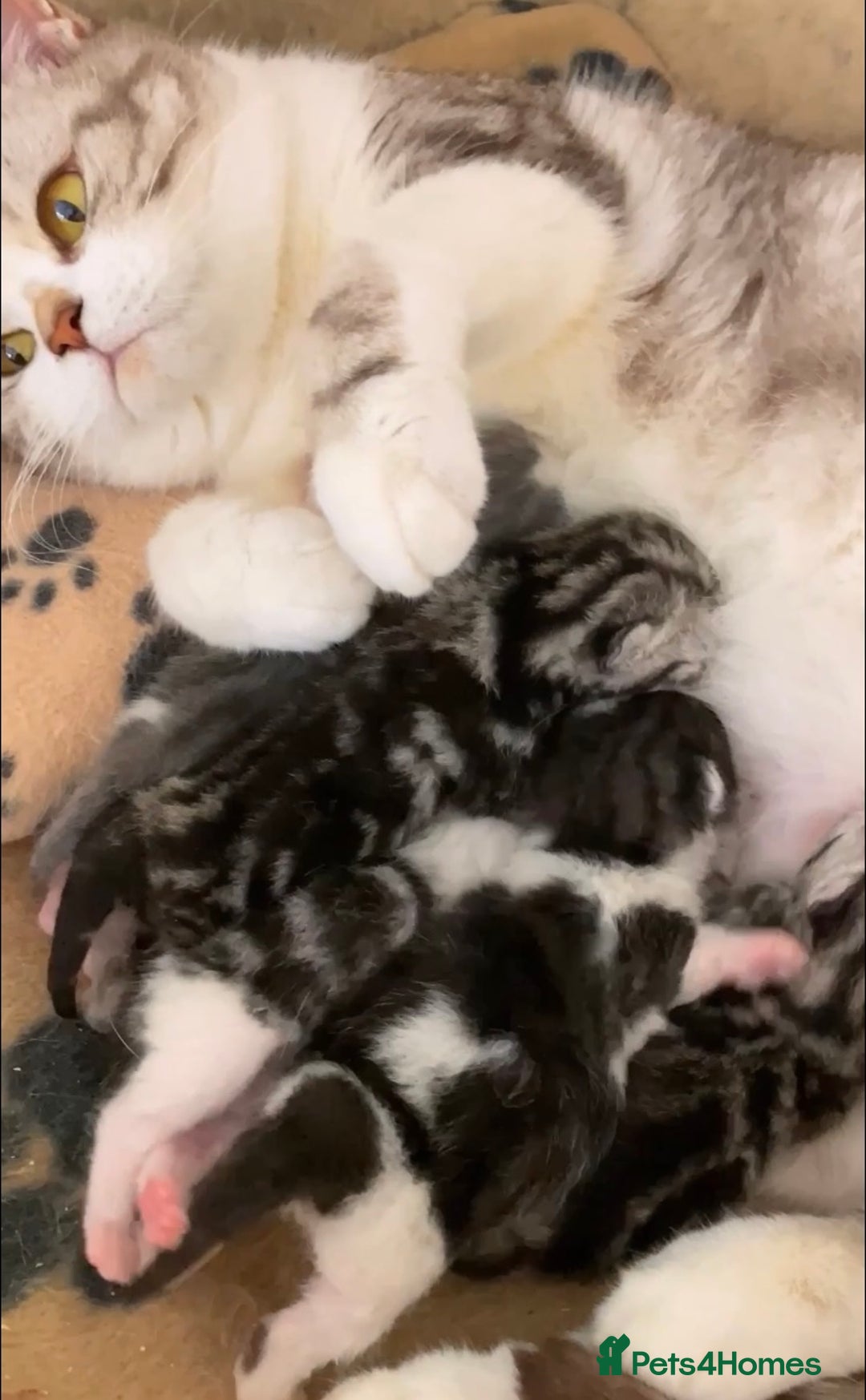 British Shorthair cats for sale: Gorgeous British Shorthair boys - TICA Reg - Advert 8