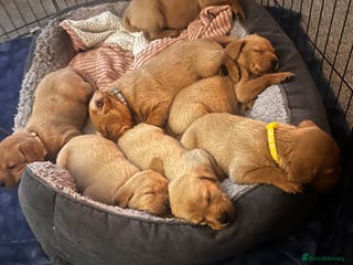 Labrador Retriever dogs Red fox Labrador puppies - Advert 6