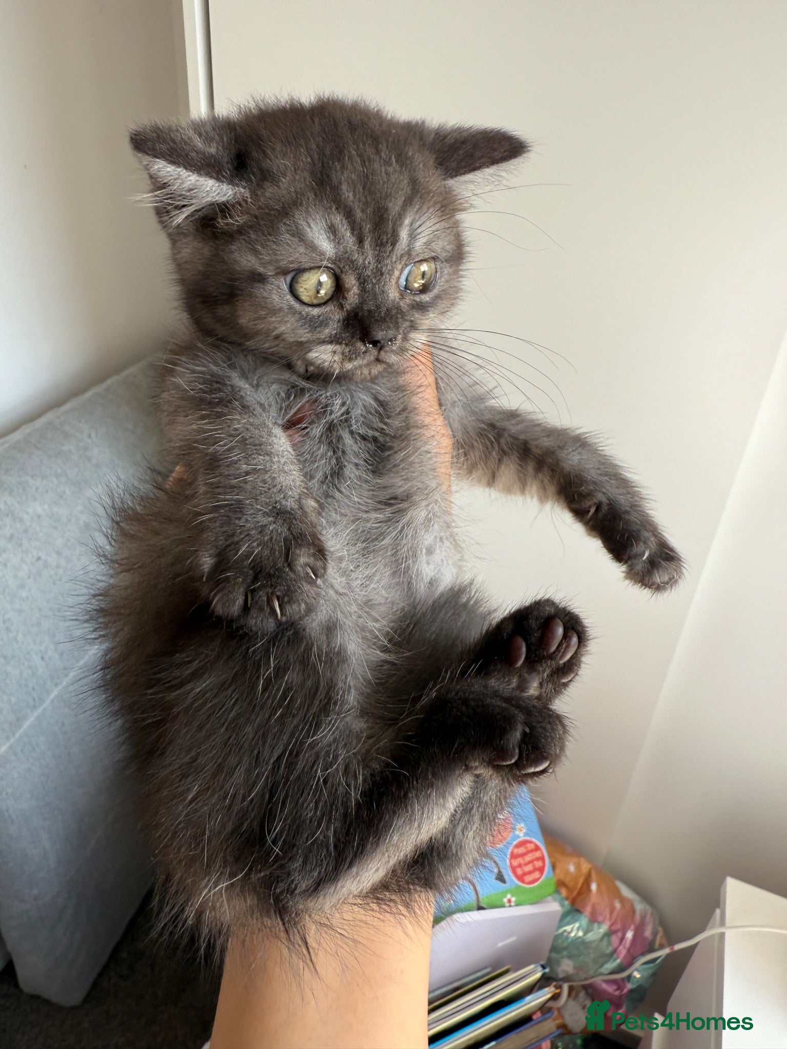 Persian cats Exotic Persian kitten  - Advert 17