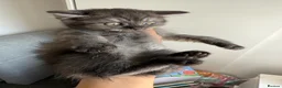 Persian cats for sale: Exotic Persian kitten  - Advert 1
