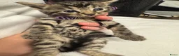 Bengal cats for sale: Rare Pedigree Zorro masked charcoal Bengal Kittens in Orpington - Advert 22