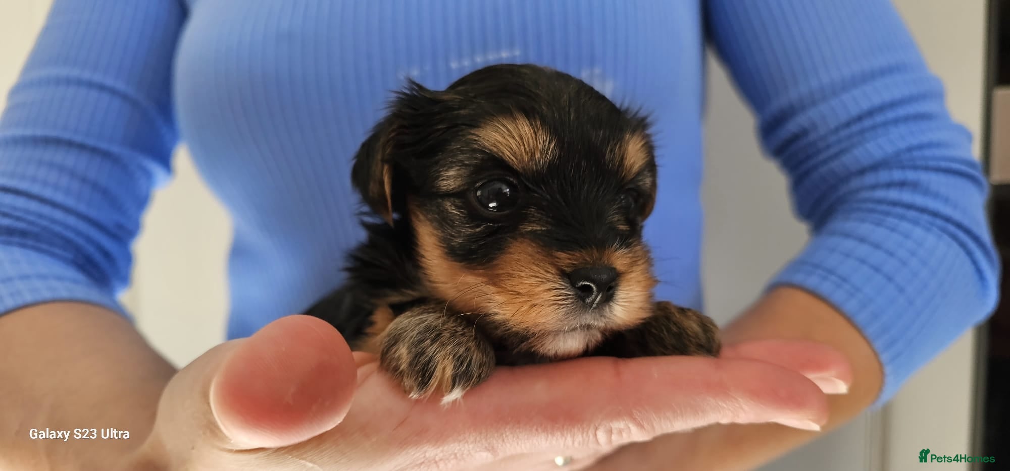 Yorkshire Terrier dogs Ultra Mini Yorkshire terrier puppy. - Advert 13