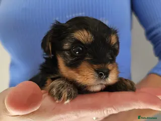 Yorkshire Terrier dogs Ultra Mini Yorkshire terrier puppy. - Advert 13