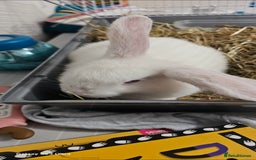 Mini Lion Lop rabbits for sale: Rabbit for sale - Image 1
