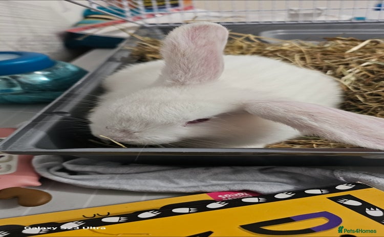 Mini Lion Lop rabbits - Advert 1