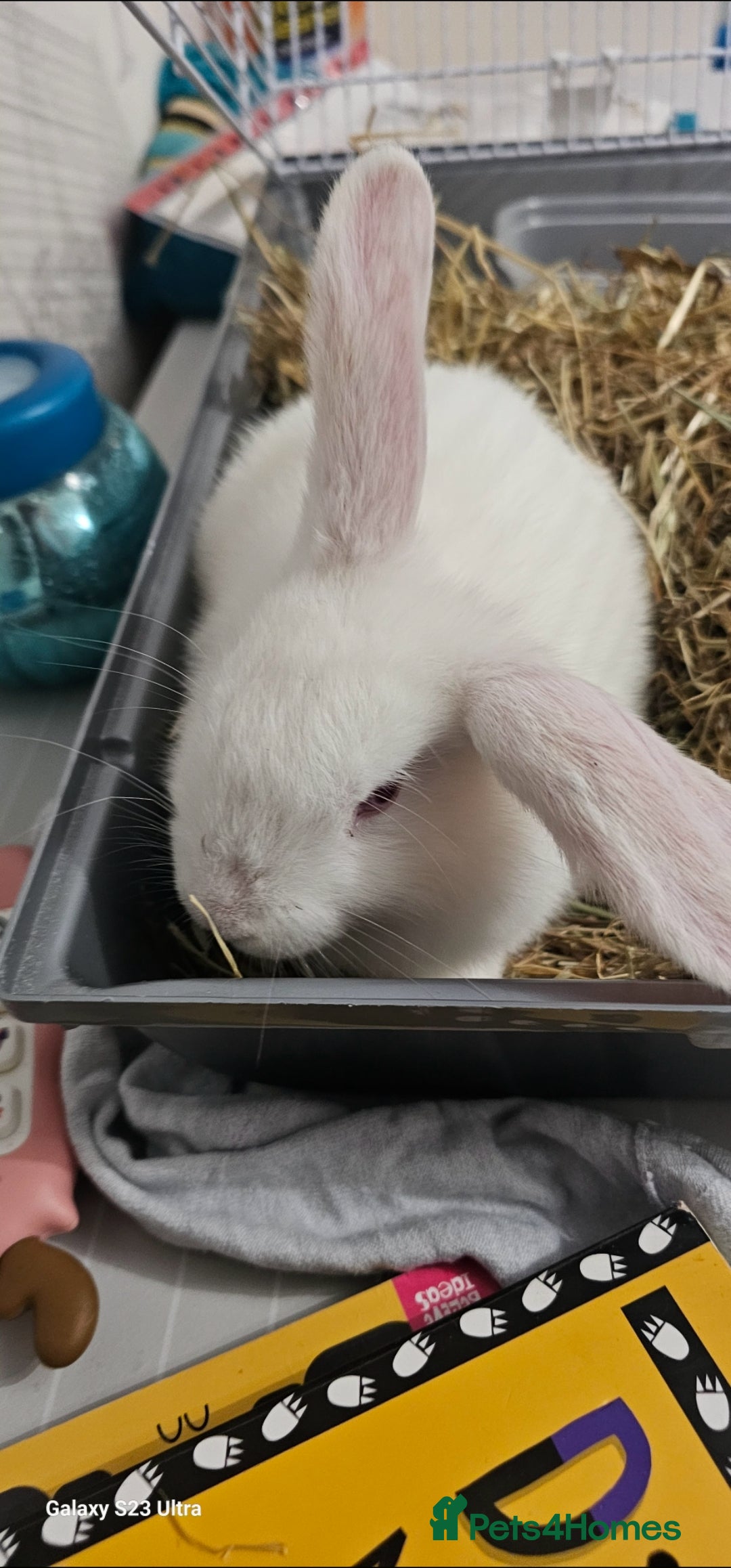 Mini Lion Lop rabbits for sale: Rabbit for sale - Image 1