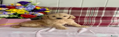 Goldendoodle Puppy 4