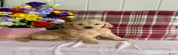 Goldendoodle dogs for sale: 9 teddy bear like mini Goldendoodles  - Advert 10
