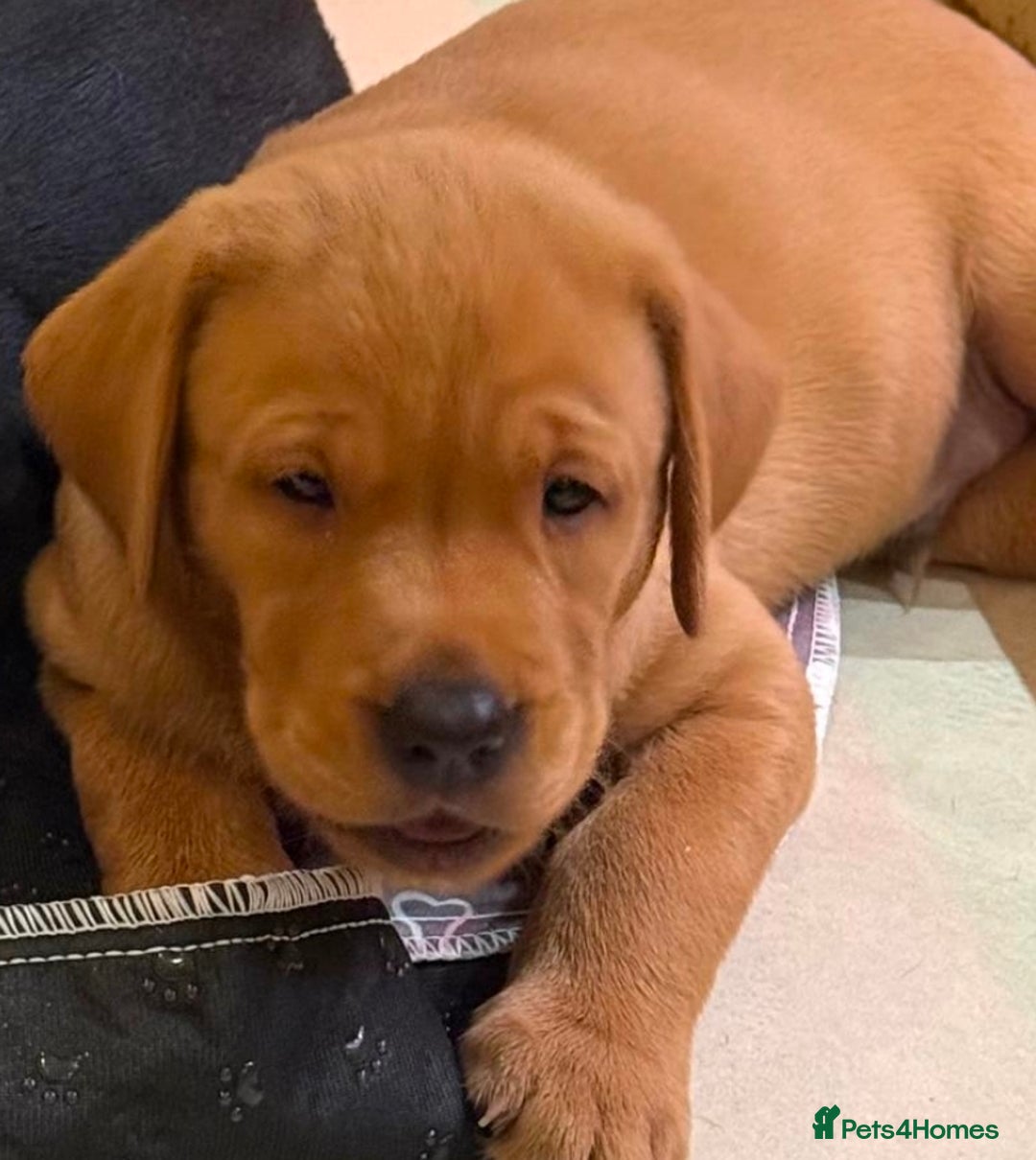 Labrador Retriever dogs for sale: KC Register Labradors Puppies - Advert 5