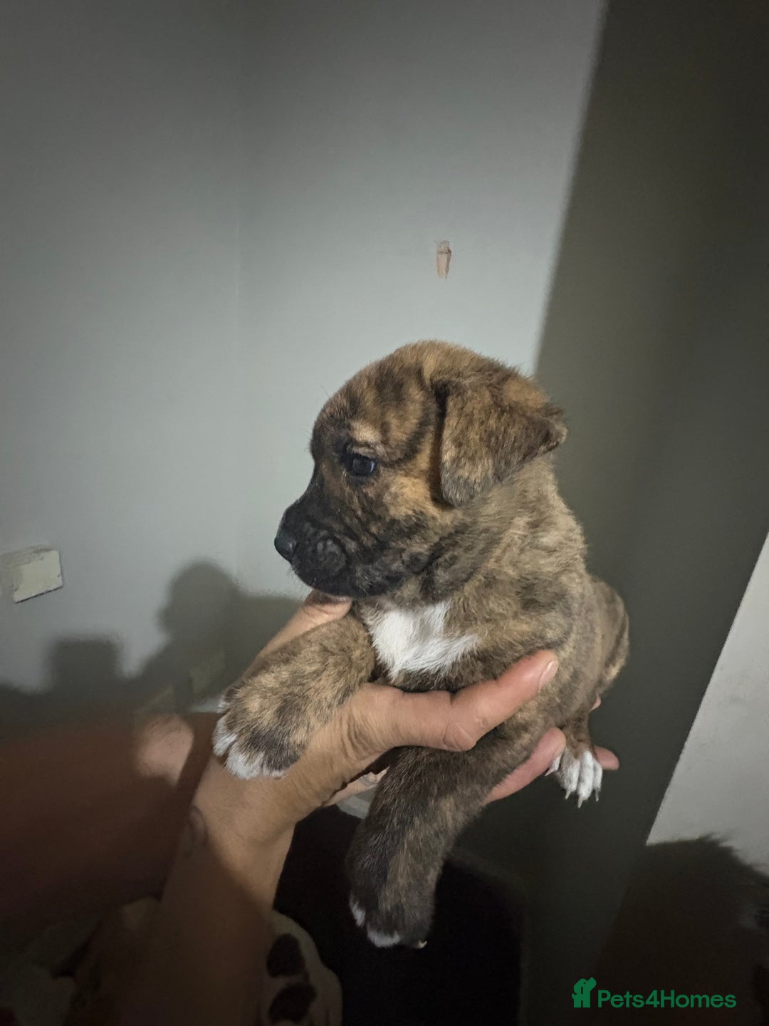 Mixed Breed dogs for sale: american akita  - Advert 22