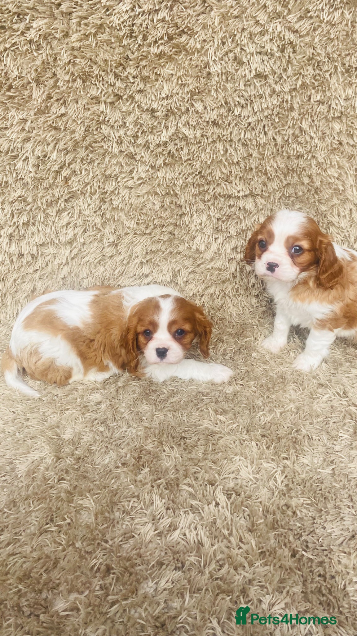 Cavalier King Charles Spaniel dogs Cavalier King Charles  - Advert 3