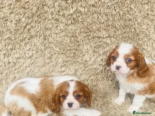 Cavalier King Charles Spaniel dogs Cavalier King Charles - Advert 3
