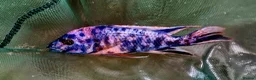 Barbs fish for sale: Torpedo barbs/ African Malawi in Herne Bay - Advert 3
