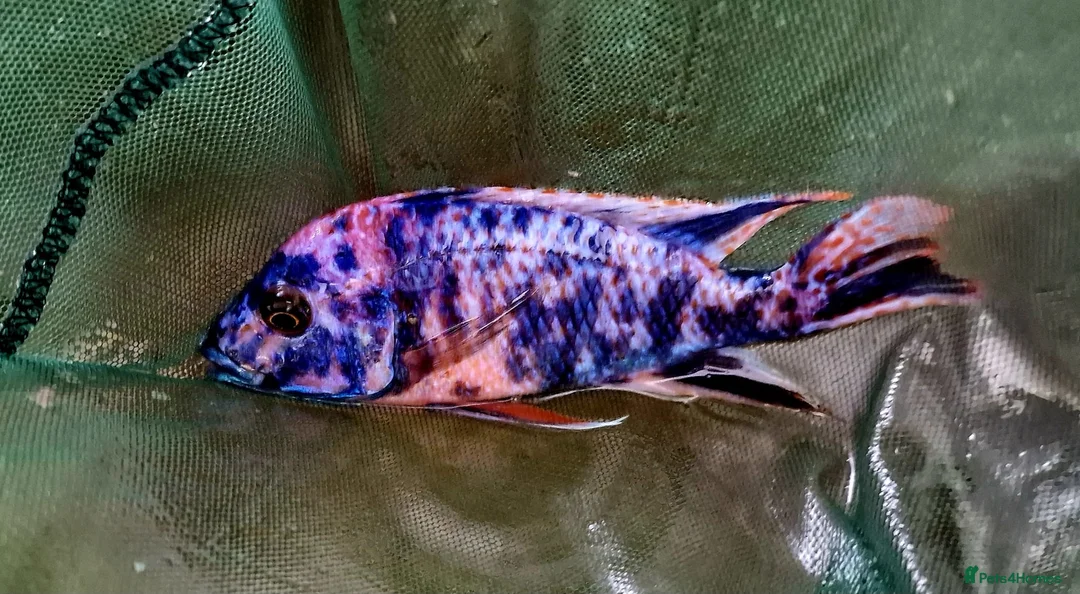 Barbs fish for sale: Torpedo barbs/ African Malawi in Herne Bay - Advert 3