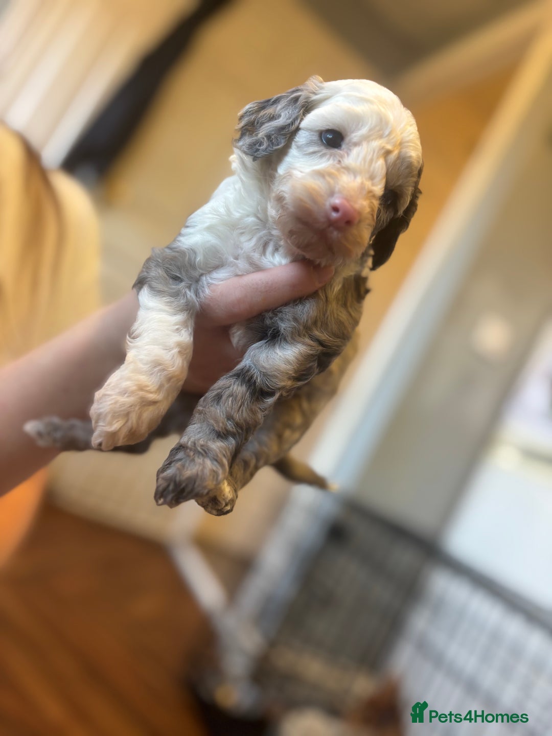 Cockapoo dogs for sale: Miniature cockapoos  - Advert 2