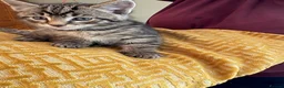 Mixed Breed cats for sale: Beautiful kittens in Strathdon - Advert 14