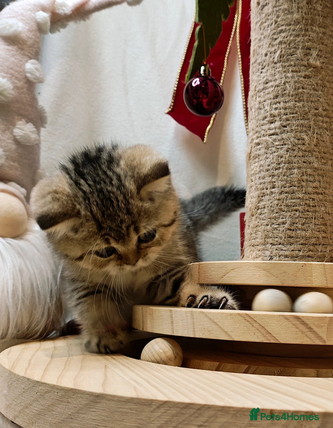 British Shorthair cats for sale: Blue golden girl Tica registered  - Advert 13