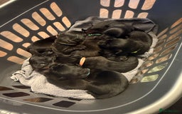 Mixed Breed dogs for sale: Mastador pups - Image 8