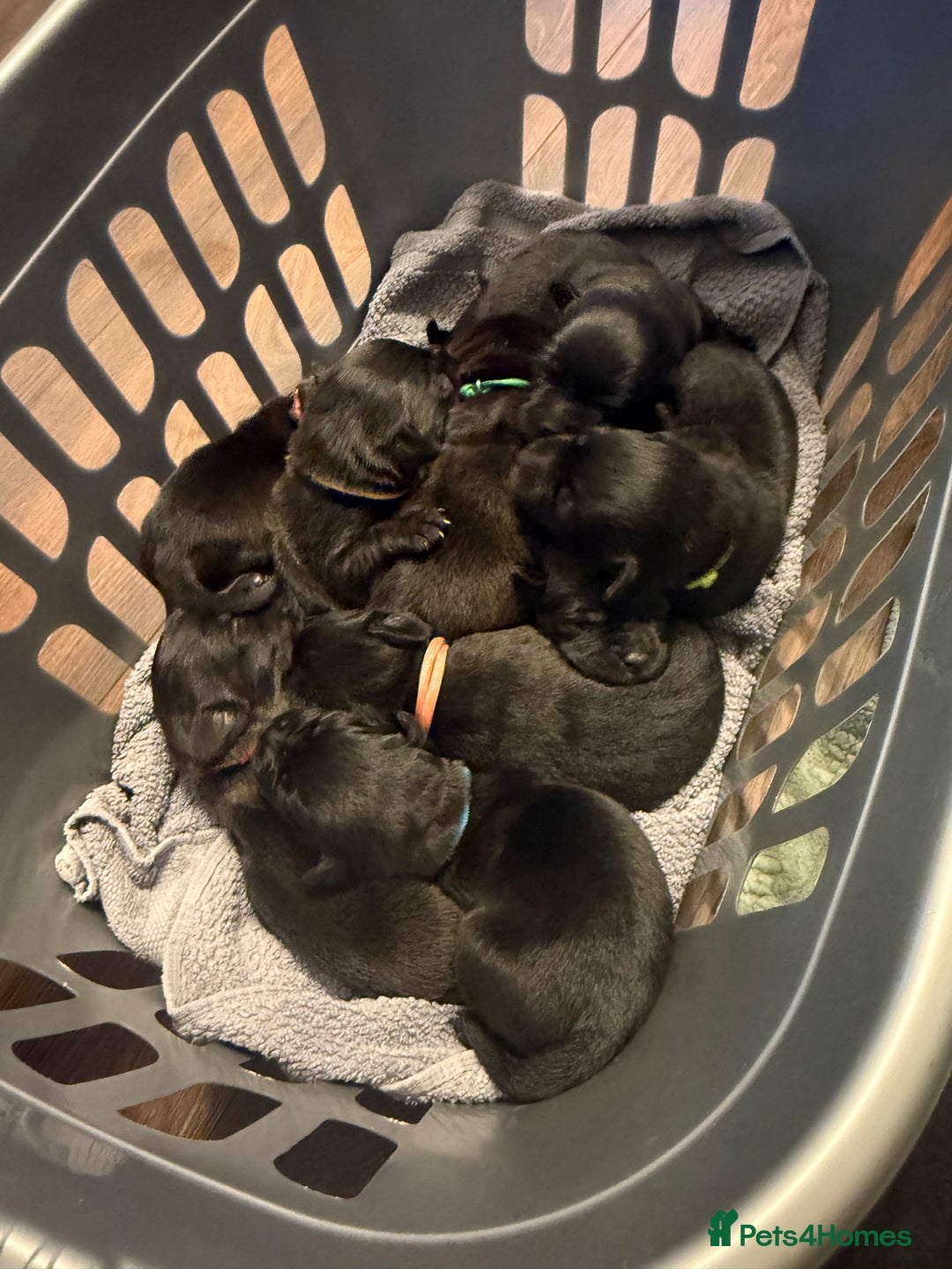 Mixed Breed dogs for sale: Mastador pups - Image 8