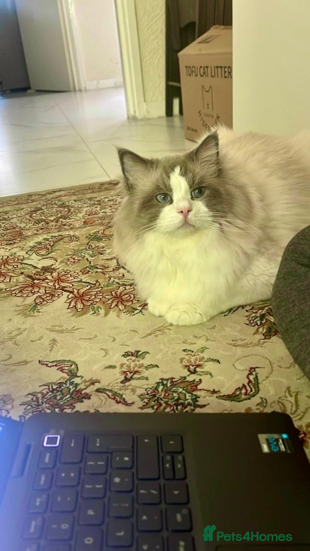 Ragdoll cats for sale: Retired King Ragdoll – Blue Point Bicolour - Advert 9